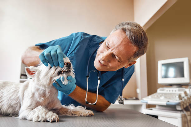 Best Emergency Denture Repair in Hazen, AR